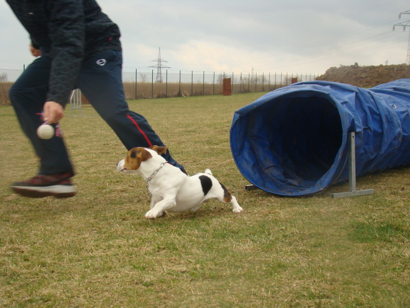 Agility Maraton 2012 Praha Ořech - výcvik psů a hotel pro psy
