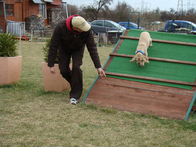 Agility Maraton 2012 Praha Ořech - výcvik psů a hotel pro psy