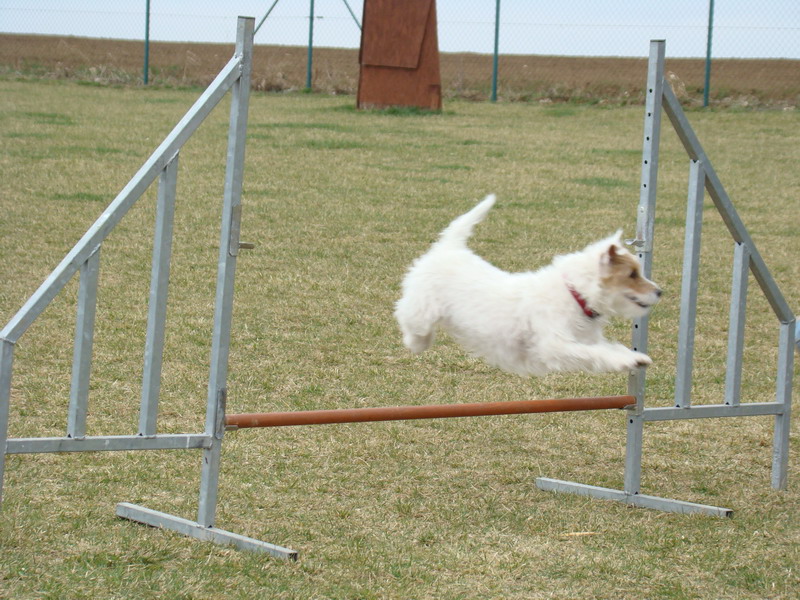 Agility Maraton 2012 Praha Ořech - výcvik psů a hotel pro psy
