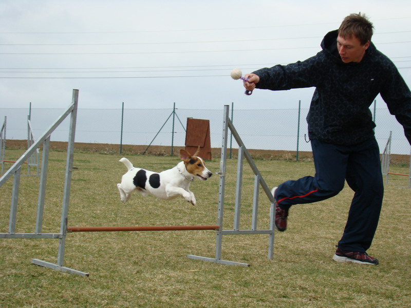 Agility Maraton 2012 Praha Ořech - výcvik psů a hotel pro psy