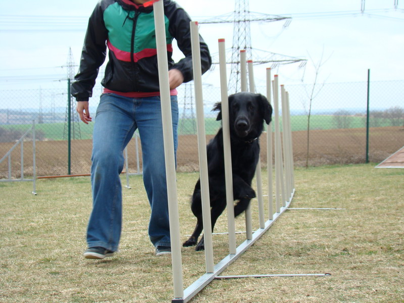 Agility Maraton 2012 Praha Ořech - výcvik psů a hotel pro psy